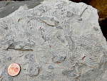 Tiefwasser-Spurenfossilien im "Wienerwaldflysch" der Kahlenberg-Formation (Campanium) im Steinbruch Dambachgraben bei Purkersdorf (Niederösterreich). © Michaela Berensmeier