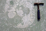 Schichtparalleler Anschnitt eines großen Ammoniten im Soest-Grünsand-Member der Duisburg-Formation (Oberturonium), Steinbruch Rinsche in Klieve, Münsterländer Kreidebecken. © Markus Wimsen