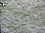 Muschelschalen in Dachziegellagerung im historischen "Koschützer Muschelfelsen", 5m mächtigen Tempestiten an der Basis der marinen Schichten in Dresden-Coschütz (Mittelcenomanium, Sächisches Kreidebecken). © Markus Fengler