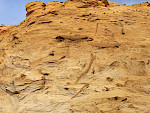 Eisenschüssige, ockergelbe Fein- bis Mittelsande der Haltern-Formation (Santonium-Untercampanium) mit langen, annähernd senkrechten Ophiomorpha-saxonica-Schäften, Münsterländer Kreidebecken. © Markus Wilmsen